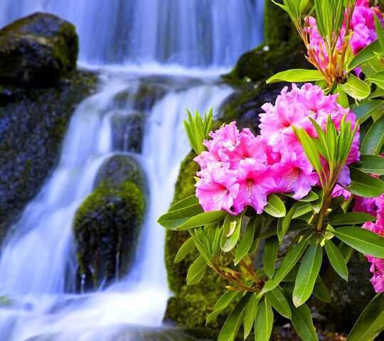 Spring Falls Wallpaper - Download to your mobile from PHONEKY