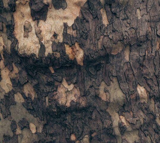 Camo Tree Wallpaper - Download to your mobile from PHONEKY