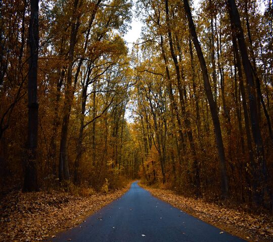 Forest Road Wallpaper - Download to your mobile from PHONEKY