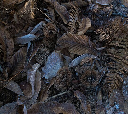 Frosty The Leafe Wallpaper - Download to your mobile from PHONEKY