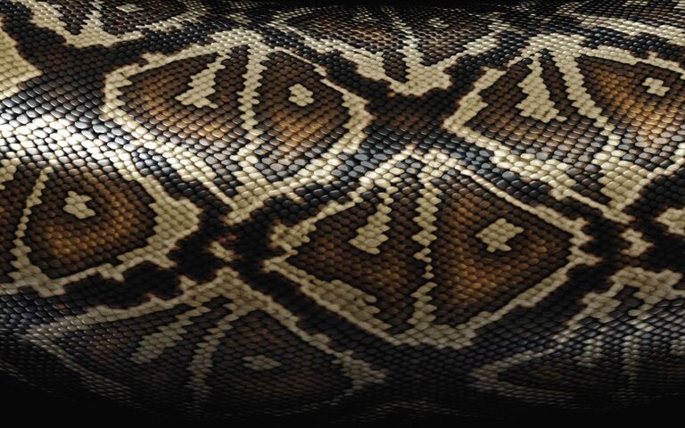 Snake Camouflage Wallpaper - Download to your mobile from PHONEKY