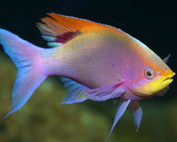 Colorful Underwater Symphony 🎨🐠 Wallpaper - Download to your mobile ...