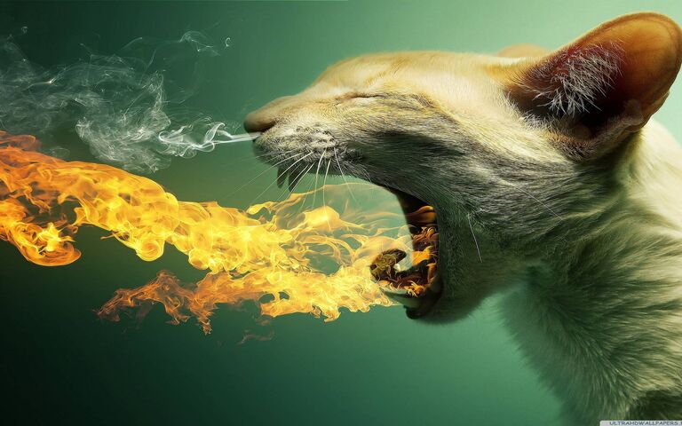 Flaming Cat Wallpaper - Download to your mobile from PHONEKY