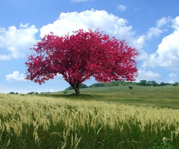 Red Tree Wallpaper - Download to your mobile from PHONEKY