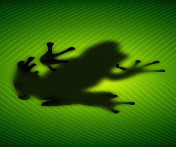 The Enigmatic Shadow of the Tree Frog 🌿🐸 Wallpaper - Download to your ...