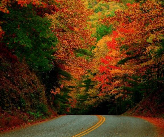 Autumn Road Wallpaper - Download to your mobile from PHONEKY