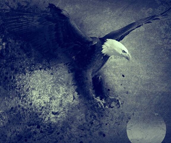 Eagle Wallpaper - Download to your mobile from PHONEKY