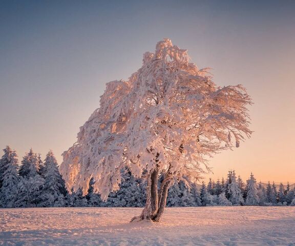 Winter Tree Wallpaper - Download to your mobile from PHONEKY