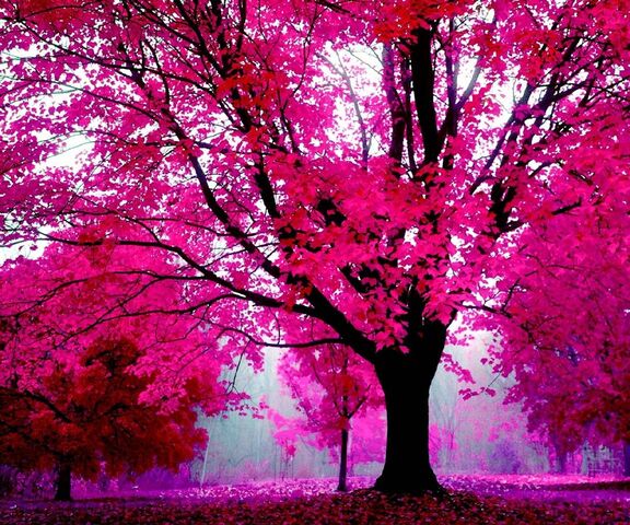 Meadow Pink