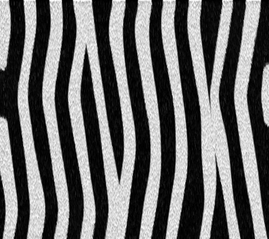 Zebra Fur Wallpaper - Download to your mobile from PHONEKY