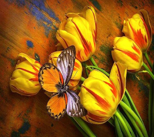 Butterfly Tulips Wallpaper - Download to your mobile from PHONEKY