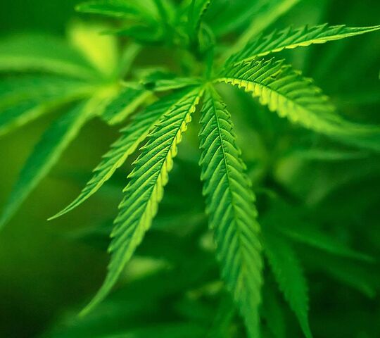 Emerald Bliss: Cận cảnh thảm cỏ thiên nhiên 🌱✨ Ảnh nền - Tải xuống điện thoại di động của bạn từ PHONEKY