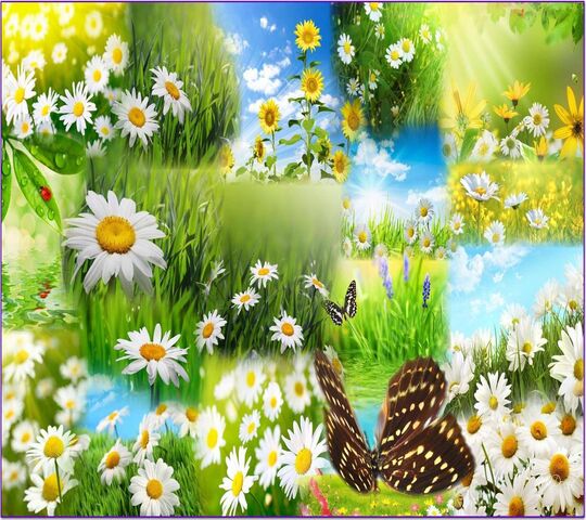Daisy Field Wallpaper - Download to your mobile from PHONEKY