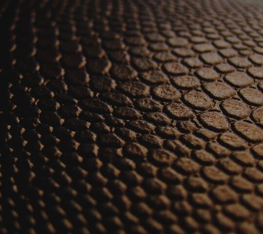 Snake Skin Wallpaper - Download to your mobile from PHONEKY