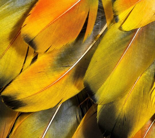 Yellow Feathers Wallpaper - Download to your mobile from PHONEKY