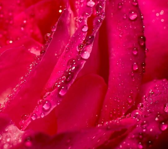 Roza Wallpaper - Download to your mobile from PHONEKY