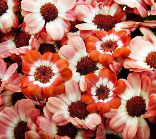 Mandolux Blooms: A Symphony of Color 🌸 Wallpaper - Download to your ...
