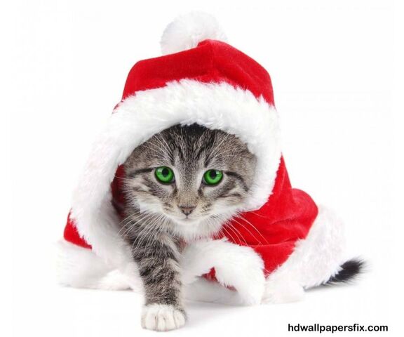 クリスマスかわいい猫壁紙 Phonekyから携帯端末にダウンロード