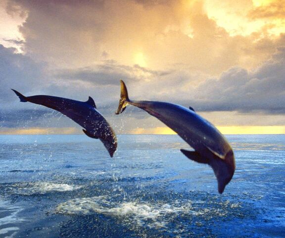 Bottlenose Dolphins Wallpaper - Download to your mobile from PHONEKY