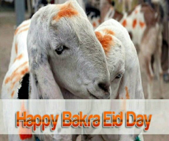 Happy Bakra Eid Wallpaper - Download to your mobile from PHONEKY