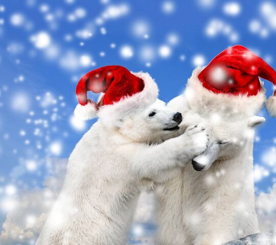 Christmas Bears Wallpaper - Download to your mobile from PHONEKY