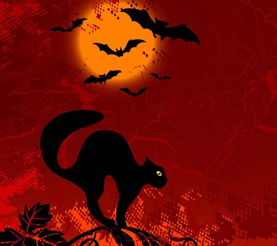 Chat Noir Et Chauves Souris Fond D Ecran Telecharger Sur Votre Mobile Depuis Phoneky
