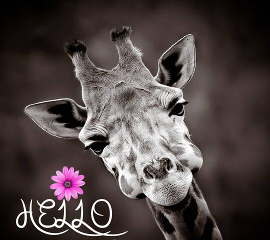 Giraffe Greetings: A Friendly Encounter 🦒🌸 Wallpaper - Download to your ...