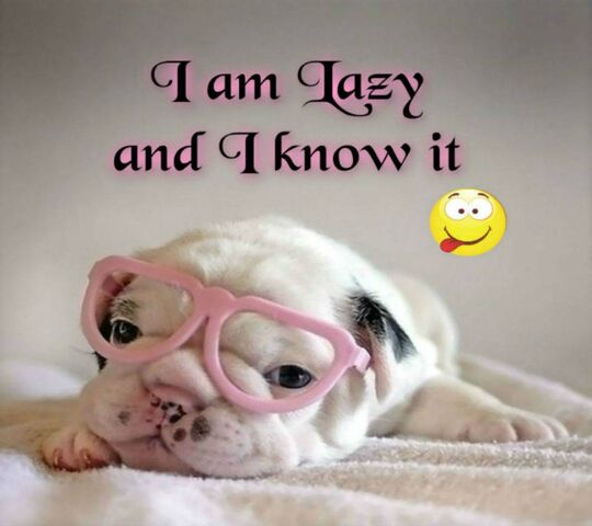 Chill Vibes với một chút Pink Twist! 🐶💖