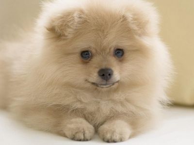 Anjing Fluffy Wallpaper Muat Turun Ke Telefon Bimbit Anda Dari