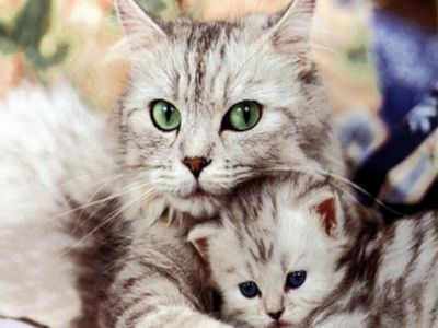 动物妈妈的爱2