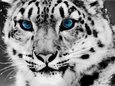 Snow Leopard Animal