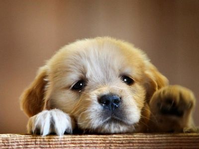 Sad Cute Puppy