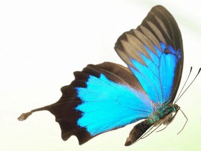 Crocus de papillons