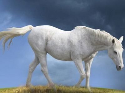 Altair Horse