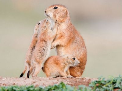 Animal Mom's Love 3