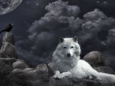 Hình ảnh chó sói sẽ đem đến cho bạn cảm giác mạnh mẽ và gợi cảm hứng. Chúng khiến bạn liên tưởng đến sự hoang dã và tự do. Hãy xem những bức hình chó sói để khám phá thế giới của họ.