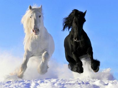 Black-and-white-horse