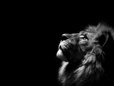 Lion - black and white 2K wallpaper download
