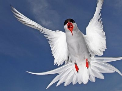 Terns Animal
