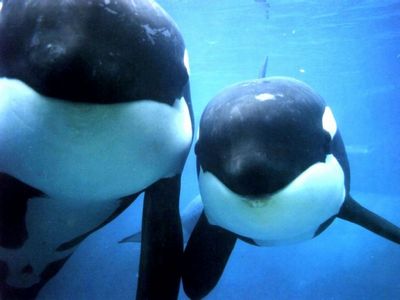 Killer Whale Photos Download The BEST Free Killer Whale Stock Photos  HD  Images