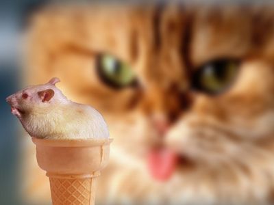 고양이를위한 아이스크림