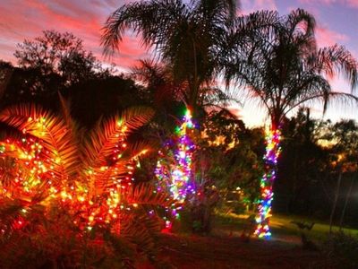 Light On Palm Tree Wallpaper - Download to your mobile from PHONEKY