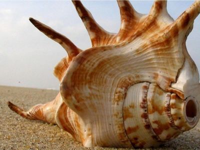 Beach Conch Shells Sea Sand Paisaje