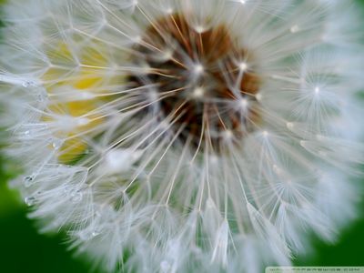 Dandelion Fluff Wallpaper - Download to your mobile from PHONEKY