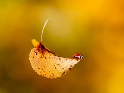 Ladybug Wallpaper - Download to your mobile from PHONEKY