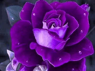 紫玫瑰壁纸 从phoneky下载到您的手机