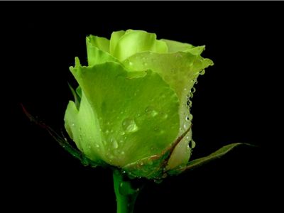 Green Rose Wallpaper - Download to your mobile from PHONEKY