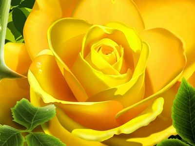 Vẻ đẹp hình ảnh hoa hồng vàng đẹp