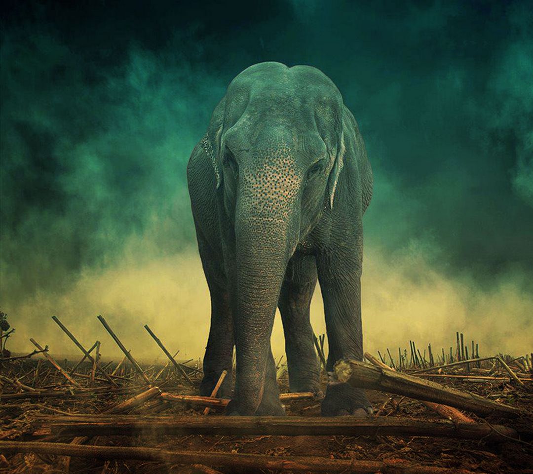 Animal Elephant HD Wallpapers  Wallpaper Cave