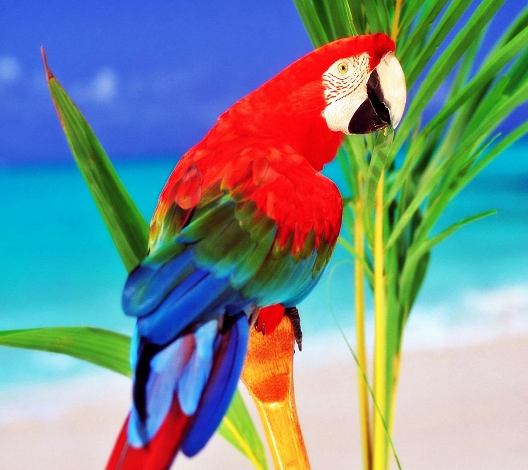Tropikalna papuga